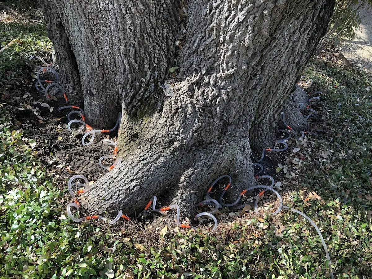 Detailed Tree Cabling and Bracing job site in Mannington