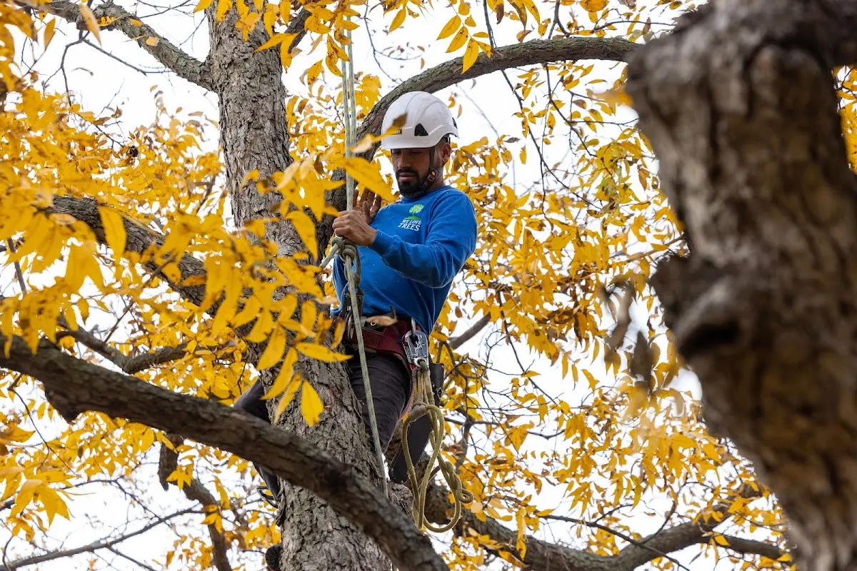 Skilled Emergency Tree Service crew working in Mannington